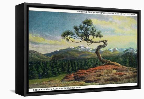 Rocky Mt. Nat'l Park, Colorado - High Drive Lonesome Pine View of Long's Peak-Lantern Press-Framed Stretched Canvas