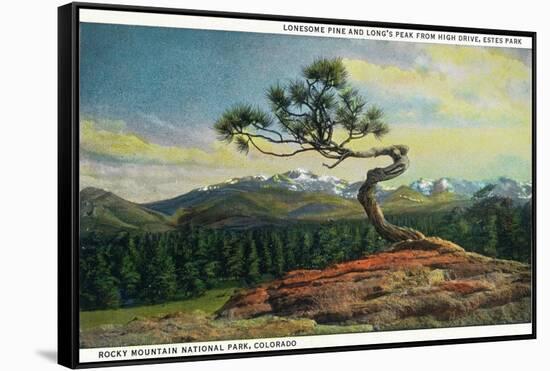 Rocky Mt. Nat'l Park, Colorado - High Drive Lonesome Pine View of Long's Peak-Lantern Press-Framed Stretched Canvas