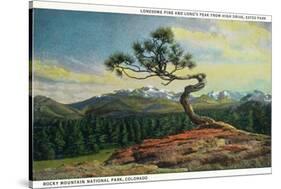 Rocky Mt. Nat'l Park, Colorado - High Drive Lonesome Pine View of Long's Peak-Lantern Press-Stretched Canvas