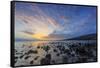 Rocky Shore near Kaleahi at sunrise, North Shore, Lanai Island, Hawaii-Stuart Westmorland-Framed Stretched Canvas