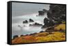 Rocky shoreline covered in Sesuvium, South Plaza Island, Galapagos Islands, Ecuador.-Adam Jones-Framed Stretched Canvas