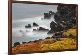 Rocky shoreline covered in Sesuvium, South Plaza Island, Galapagos Islands, Ecuador.-Adam Jones-Framed Photographic Print