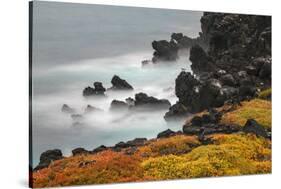 Rocky shoreline covered in Sesuvium, South Plaza Island, Galapagos Islands, Ecuador.-Adam Jones-Stretched Canvas