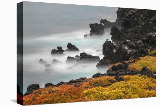 Rocky shoreline covered in Sesuvium, South Plaza Island, Galapagos Islands, Ecuador.-Adam Jones-Stretched Canvas