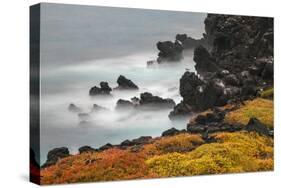 Rocky shoreline covered in Sesuvium, South Plaza Island, Galapagos Islands, Ecuador.-Adam Jones-Stretched Canvas