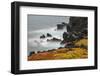 Rocky shoreline covered in Sesuvium, South Plaza Island, Galapagos Islands, Ecuador.-Adam Jones-Framed Photographic Print