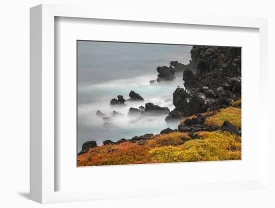 Rocky shoreline covered in Sesuvium, South Plaza Island, Galapagos Islands, Ecuador.-Adam Jones-Framed Photographic Print