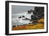 Rocky shoreline covered in Sesuvium, South Plaza Island, Galapagos Islands, Ecuador.-Adam Jones-Framed Photographic Print