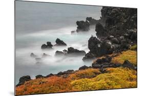 Rocky shoreline covered in Sesuvium, South Plaza Island, Galapagos Islands, Ecuador.-Adam Jones-Mounted Photographic Print