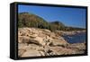 Rocky Shoreline of Acadia , Maine-George Oze-Framed Stretched Canvas