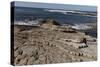 Rocky Shoreline of Morro Bay State Park-Carol Highsmith-Stretched Canvas