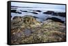 Rocky Shoreline, St. Andrews, Fife, Scotland, United Kingdom, Europe-Mark-Framed Stretched Canvas