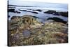 Rocky Shoreline, St. Andrews, Fife, Scotland, United Kingdom, Europe-Mark-Stretched Canvas