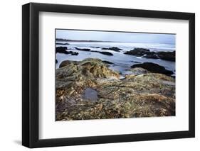 Rocky Shoreline, St. Andrews, Fife, Scotland, United Kingdom, Europe-Mark-Framed Photographic Print