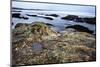 Rocky Shoreline, St. Andrews, Fife, Scotland, United Kingdom, Europe-Mark-Mounted Photographic Print