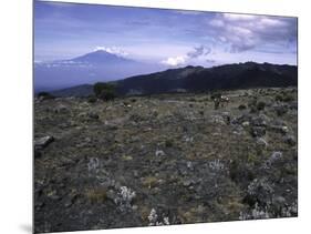 Rocky Terrain with Mountain in the Distance, Kilimanjaro-Michael Brown-Mounted Premium Photographic Print