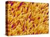 Rod and Cone Layer of Retina of Rabbit-Micro Discovery-Stretched Canvas