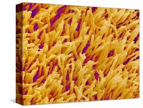 Rod and Cone Layer of Retina of Rabbit-Micro Discovery-Stretched Canvas