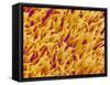 Rod and Cone Layer of Retina of Rabbit-Micro Discovery-Framed Stretched Canvas