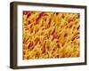 Rod and Cone Layer of Retina of Rabbit-Micro Discovery-Framed Premium Photographic Print