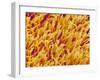 Rod and Cone Layer of Retina of Rabbit-Micro Discovery-Framed Premium Photographic Print