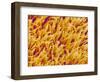 Rod and Cone Layer of Retina of Rabbit-Micro Discovery-Framed Photographic Print