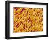 Rod and Cone Layer of Retina of Rabbit-Micro Discovery-Framed Photographic Print