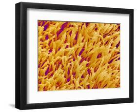 Rod and Cone Layer of Retina of Rabbit-Micro Discovery-Framed Photographic Print