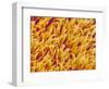 Rod and Cone Layer of Retina of Rabbit-Micro Discovery-Framed Photographic Print