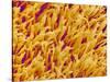 Rod and Cone Layer of Retina of Rabbit-Micro Discovery-Stretched Canvas
