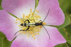 Longhorn Beetle (Rutpela - Strangalia Maculata) Feeding on Dog Rose Flower-Rod Williams-Stretched Canvas