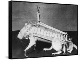 Rodent Regalia-null-Framed Stretched Canvas