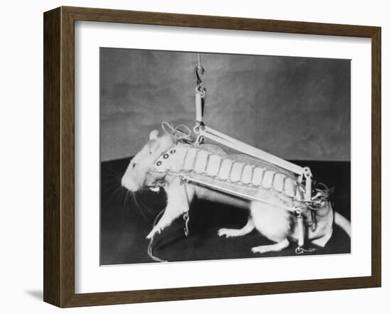 Rodent Regalia-null-Framed Photographic Print