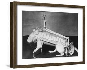 Rodent Regalia-null-Framed Photographic Print