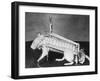 Rodent Regalia-null-Framed Photographic Print