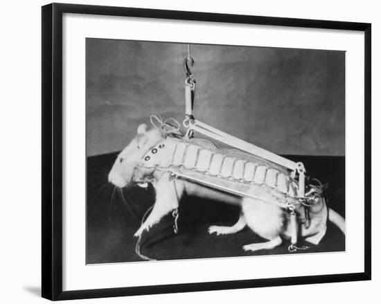 Rodent Regalia-null-Framed Photographic Print