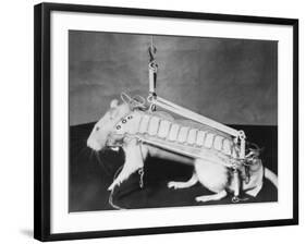 Rodent Regalia-null-Framed Photographic Print