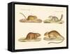 Rodents-null-Framed Stretched Canvas