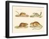 Rodents-null-Framed Giclee Print