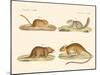 Rodents-null-Mounted Giclee Print