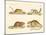 Rodents-null-Mounted Giclee Print