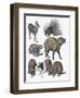 Rodents-null-Framed Giclee Print