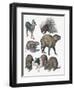 Rodents-null-Framed Giclee Print