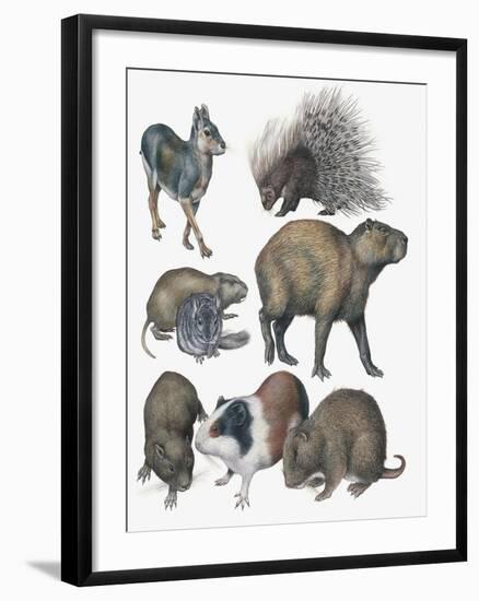 Rodents-null-Framed Giclee Print