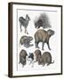 Rodents-null-Framed Giclee Print