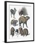 Rodents-null-Framed Giclee Print