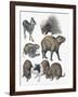 Rodents-null-Framed Giclee Print