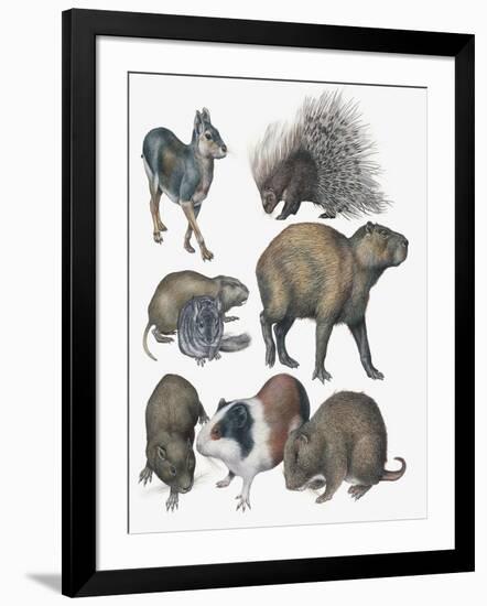 Rodents-null-Framed Giclee Print