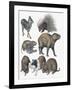 Rodents-null-Framed Giclee Print