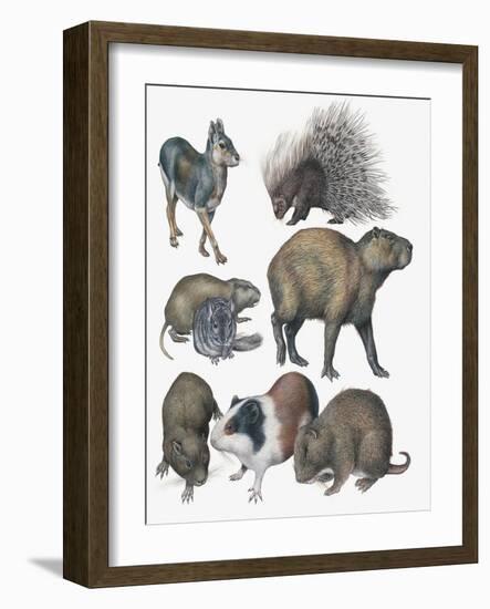 Rodents-null-Framed Giclee Print